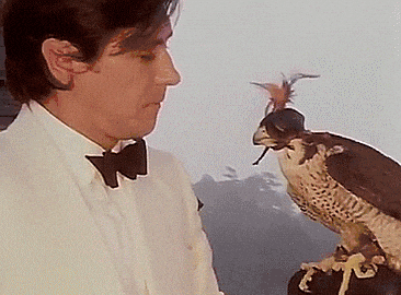 2024 Tacoma Bird crap falcon GIF