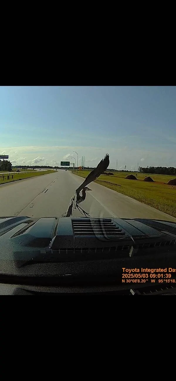 2024 Tacoma Hit a crane (bird) and it wasn't pretty Screenshot_20250503_113645_Gallery