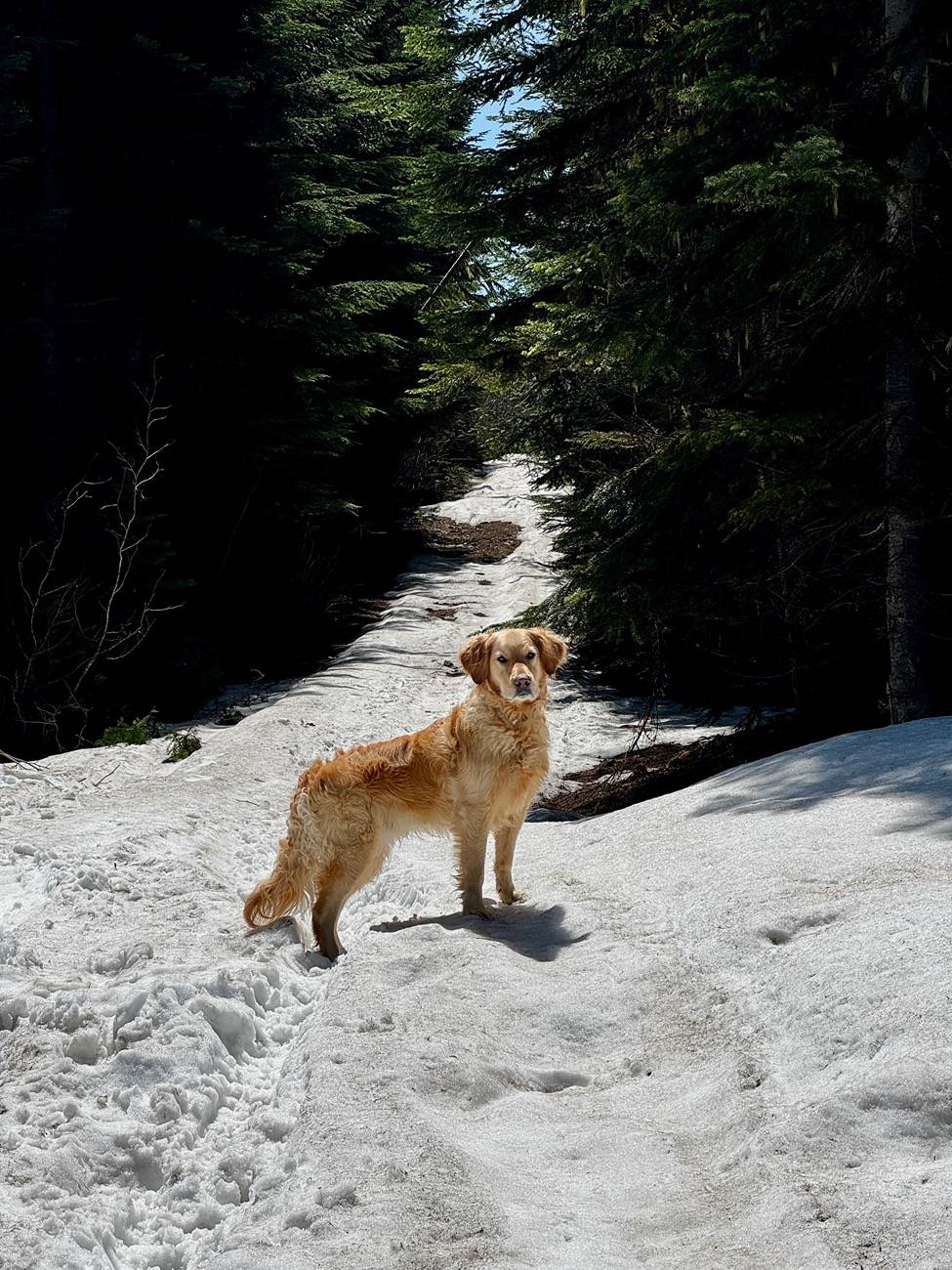 2024 Tacoma PPF IMG_3504