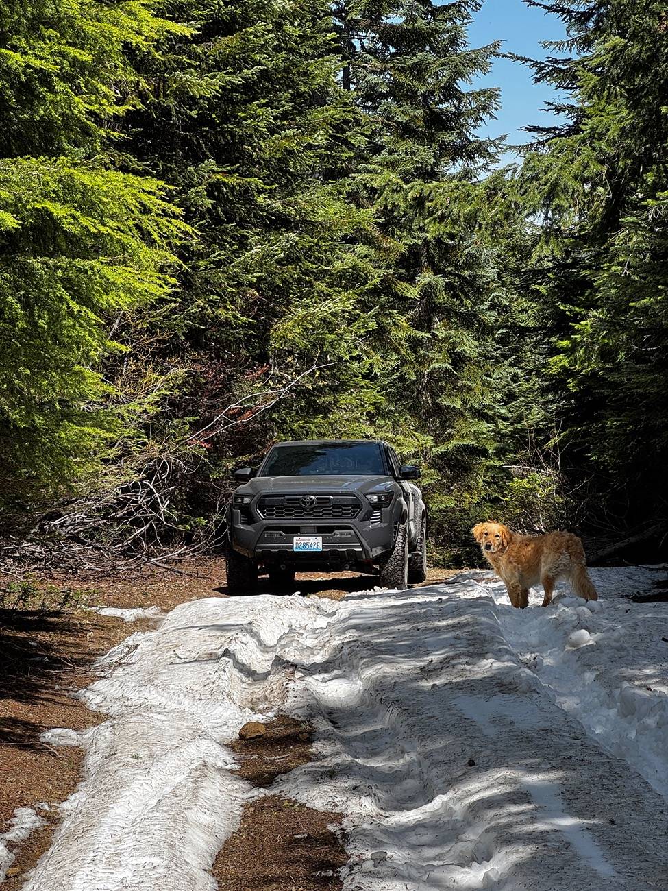 2024 Tacoma PPF IMG_3505