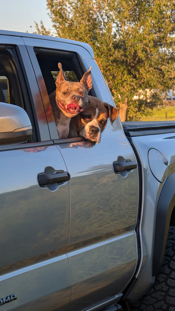 2024 Tacoma FREE Cali Raised LED Roof Rack Giveaway – Enter Now (No Purchase Required) Tacoma with pups