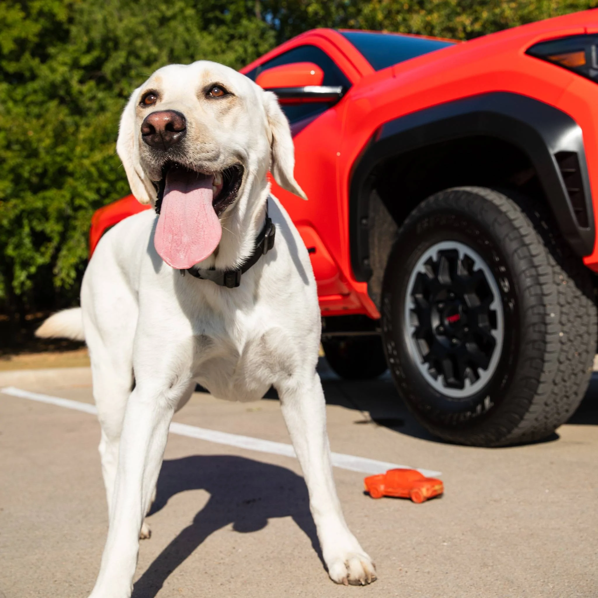 2024 Tacoma Solar Octane 2024 Tacoma Dog Chew Toy arriving for some lucky recipients t2-jpg