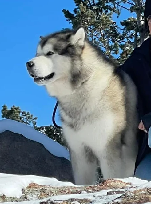 2024 Tacoma "The Truth About Oil Change Intervals" 513269668_10165537618273272_8920120722028967392_n