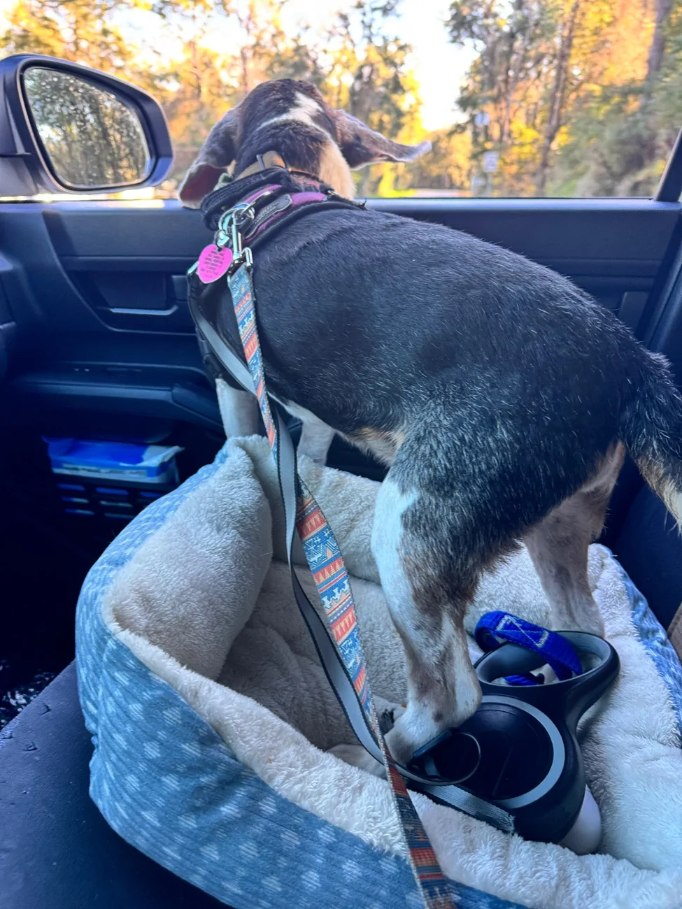 2024 Tacoma Seatbelt Alarm turn off! IMG_3928