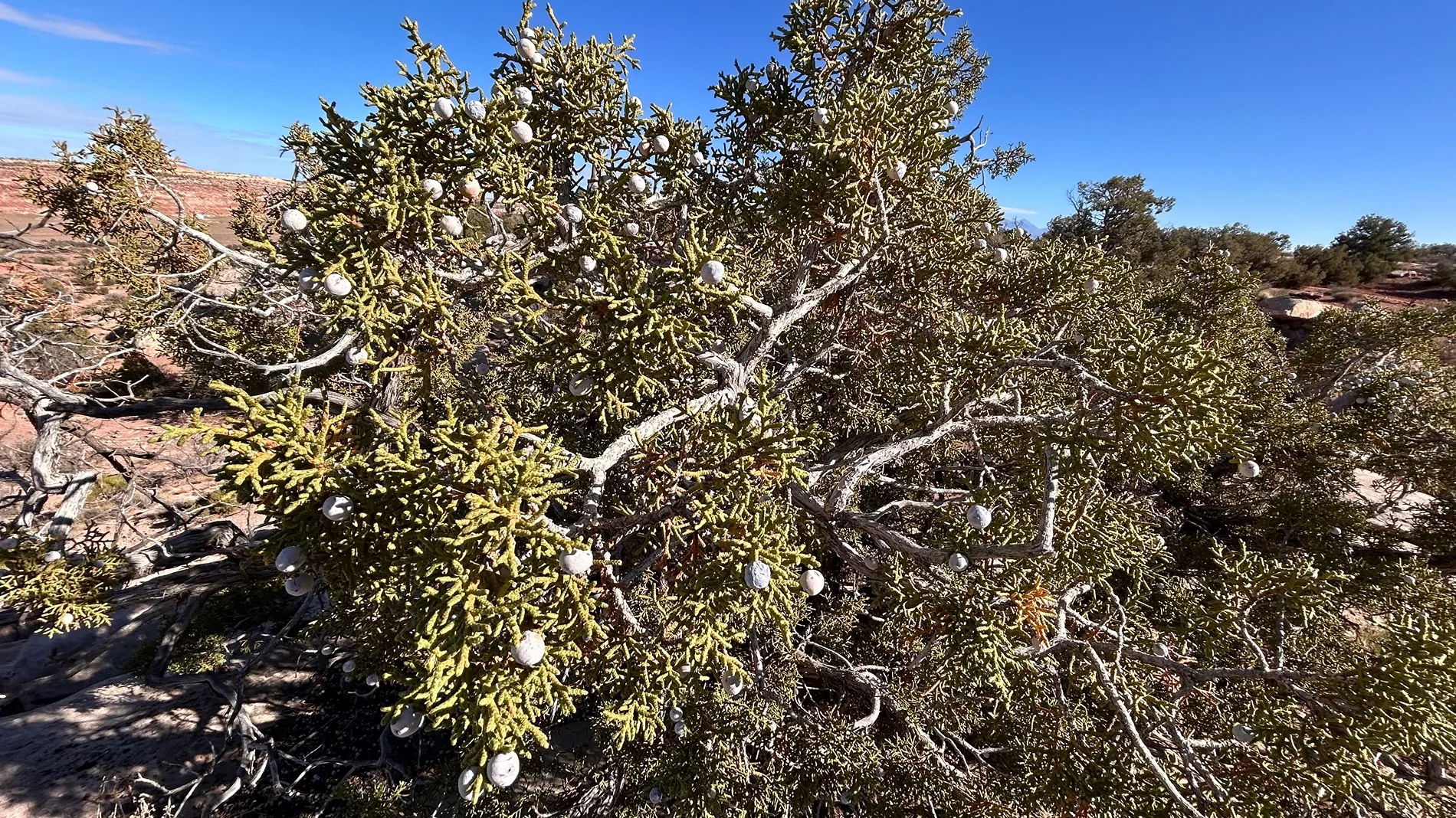 2024 Tacoma What did you do TO / WITH your 4th gen Tacoma today?! 👨‍🏭 🧰 📸 IMG_2021