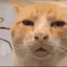 cat (1).gif