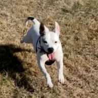 Snork